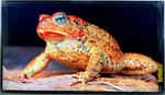 Sony Bravia 65" Professional Smart Tv Display 4K Hdr Direct-led Atsc FWD65X81CH. Fixed Price $580.99.