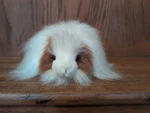Aurora Quincy Long Hair Guinea Pig 10" Plush Brown White Stuffed Animal Toy. Fixed Price $15.00.